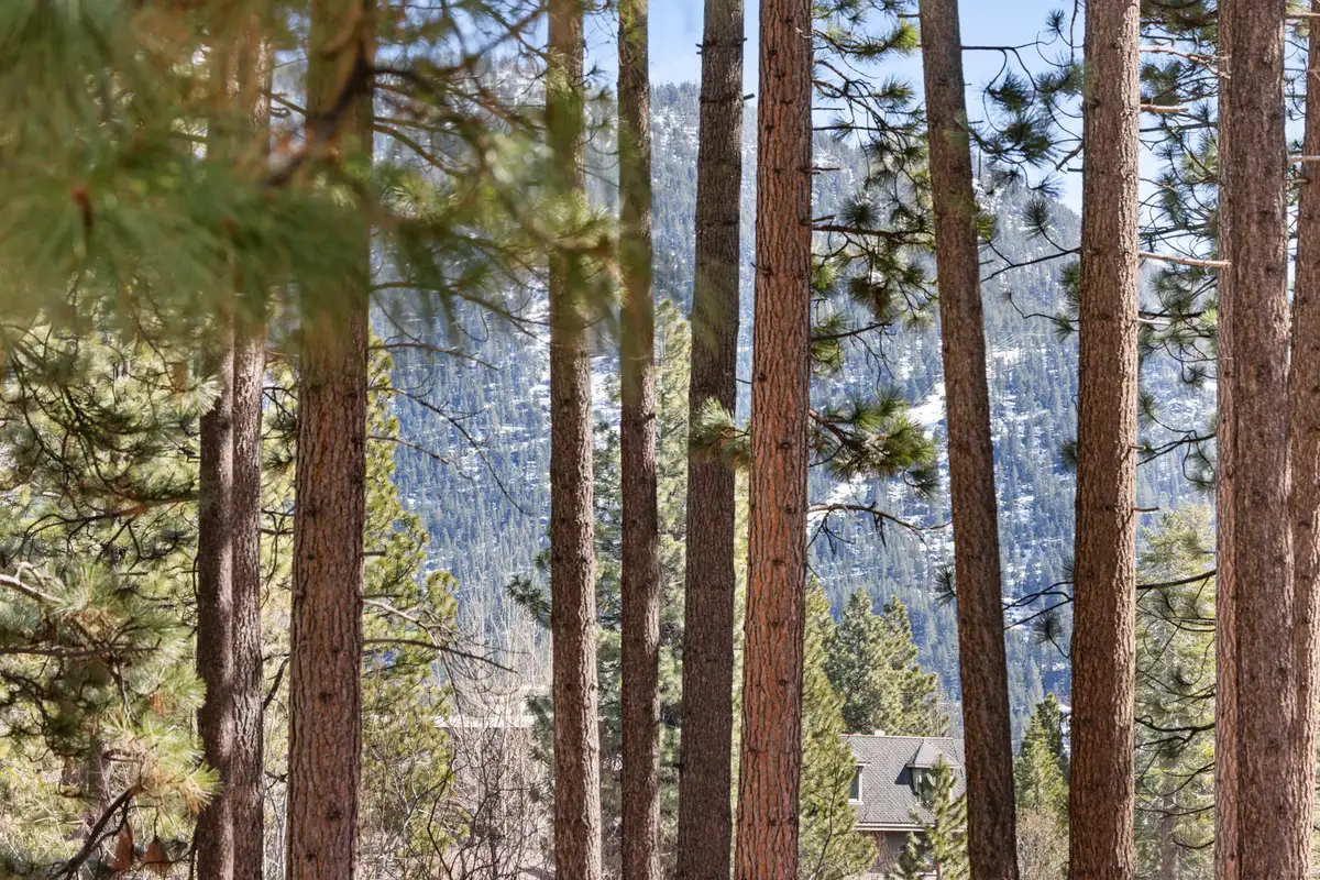 View through tall pines toward a snowy mountainside, Elevated Tahoe Escape