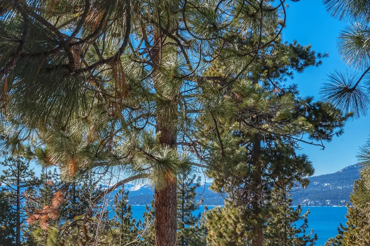 Lake visible through pine trees, Lakeview Serenity Cottage